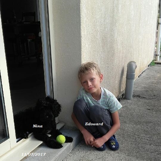 chiot chien d'eau portugais