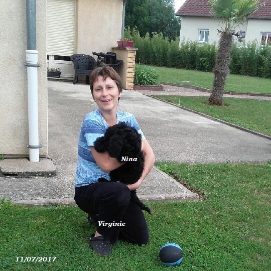 chiot chien d'eau portugais