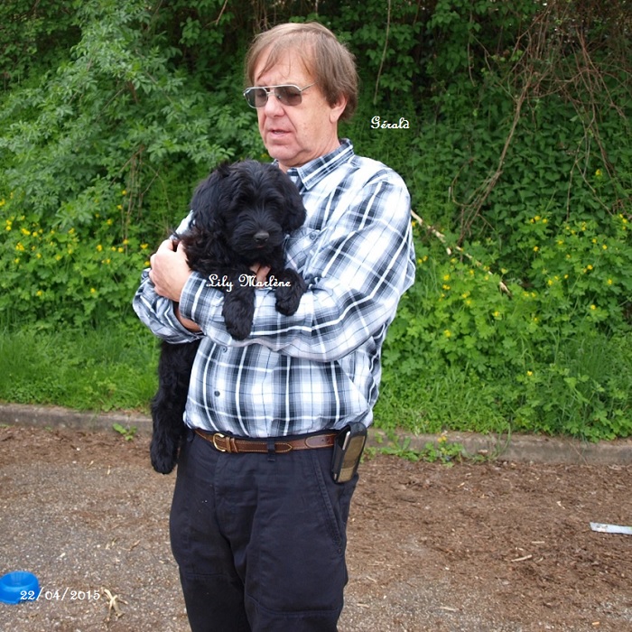 chiot chien d'eau portugais