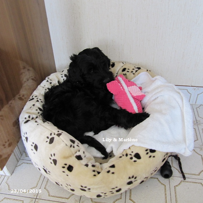 chiot chien d'eau portugais