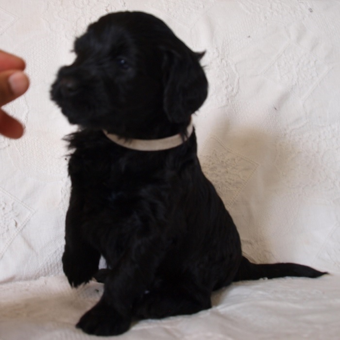 chiot chien d'eau portugais