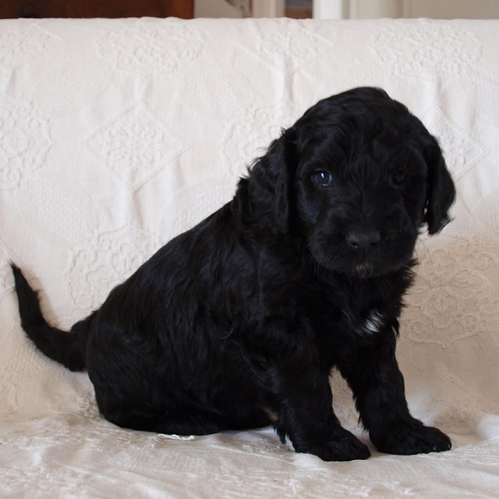 chien d'eau portugais