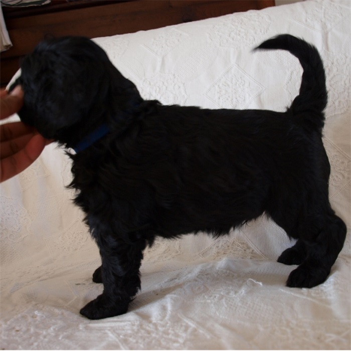 chien d'eau portugais