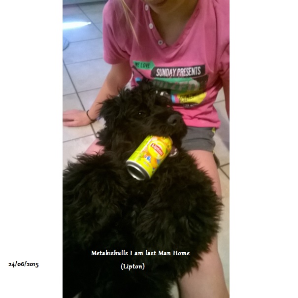 chiot chien d'eau portugais