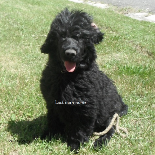 chiot chien d'eau portugais