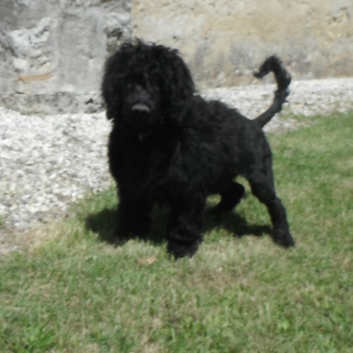 chiot chien d'eau portugais