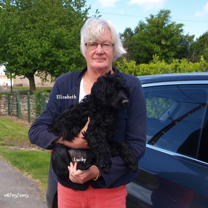 chiot chien d'eau portugais