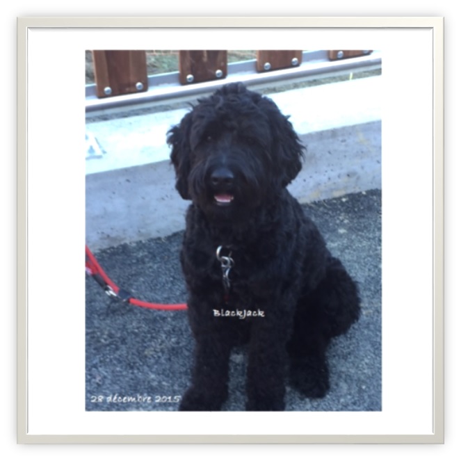 chiot chien d'eau portugais