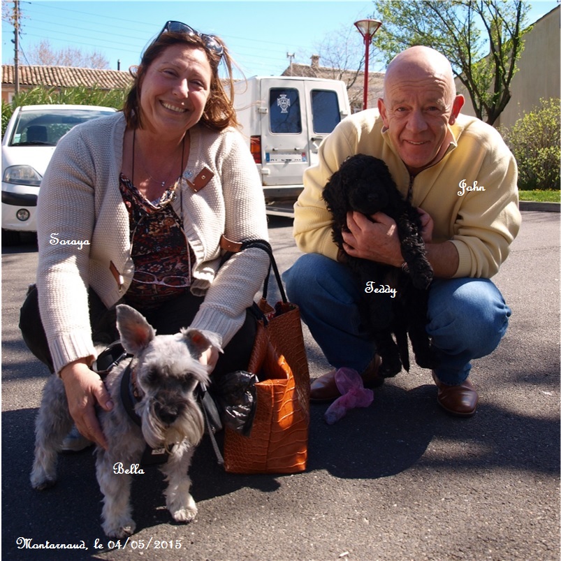 chiot chien d'eau portugais