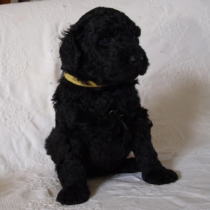 chien d'eau portugais