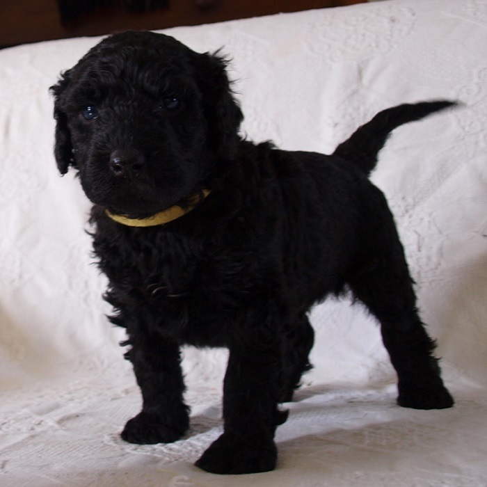 chien d'eau portugais