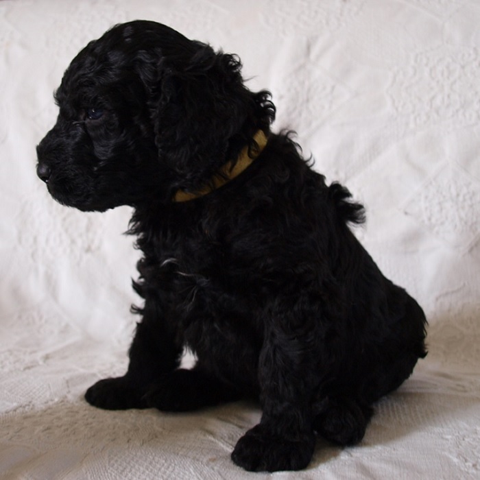 chiot chien d'eau portugais