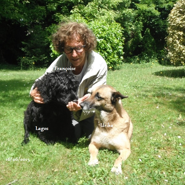 chiot chien d'eau portugais