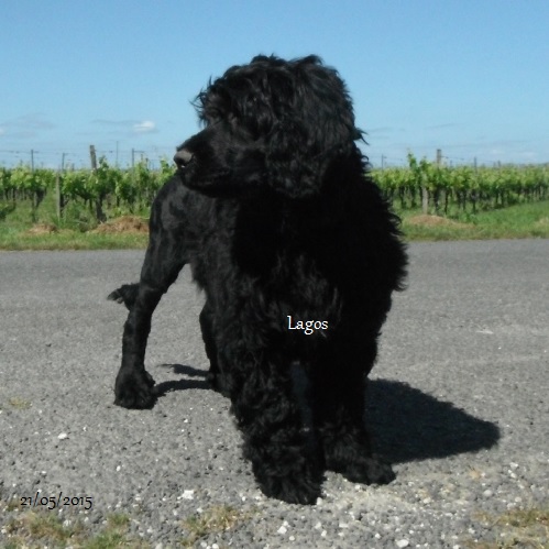 chien d'eau portugais