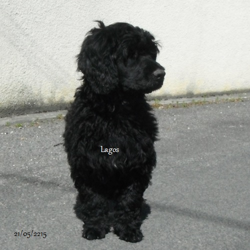 chien d'eau portugais