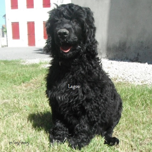 chiot chien d'eau portugais