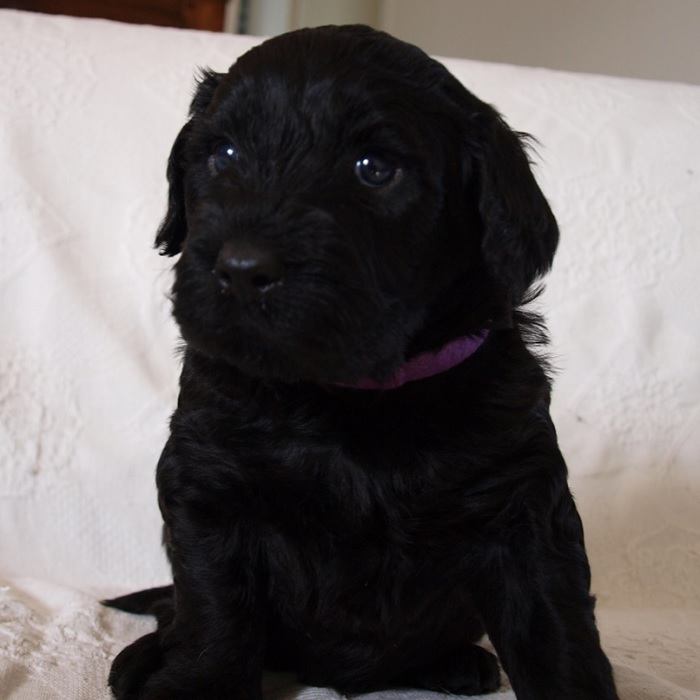 chien d'eau portugais