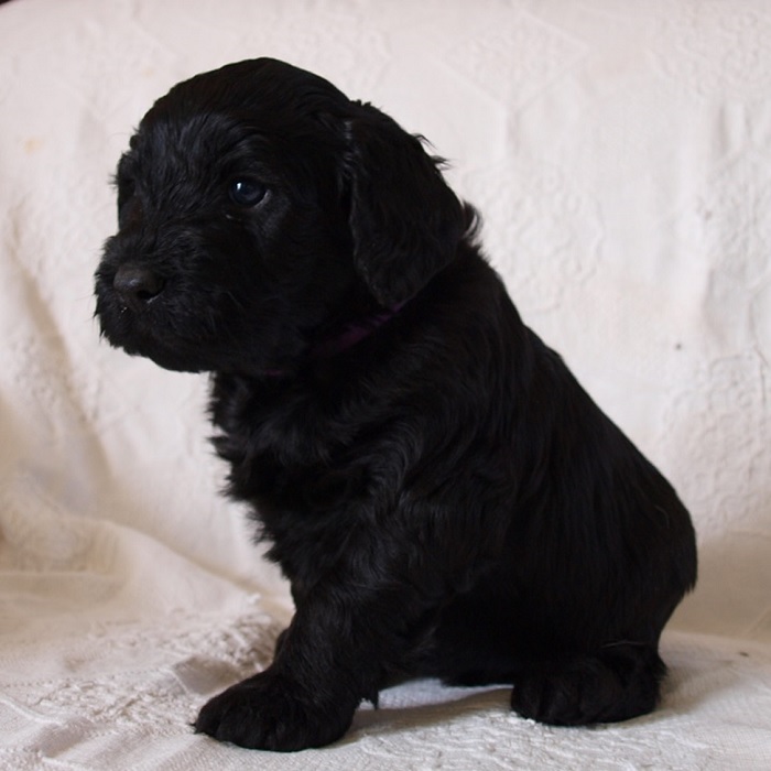 chien d'eau portugais