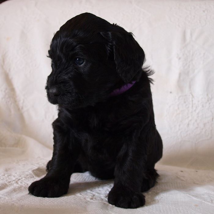 chien d'eau portugais