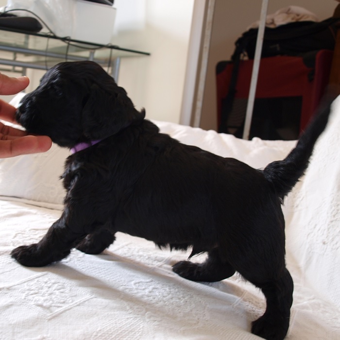 chien d'eau portugais