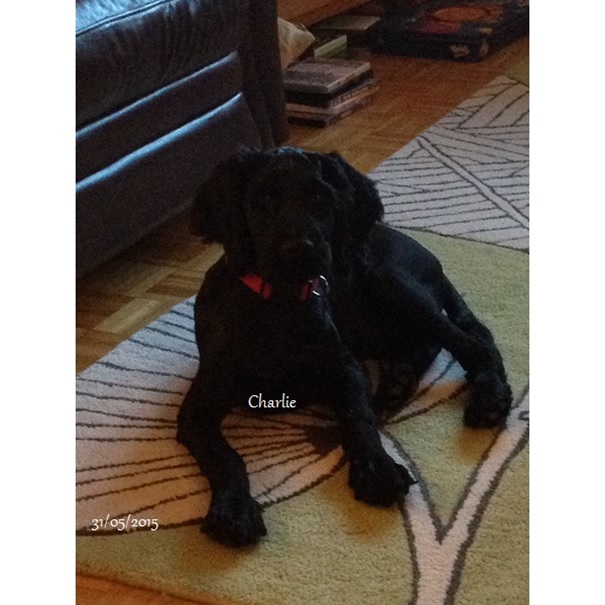 chiot chien d'eau portugais