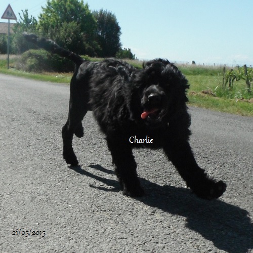 chiot chien d'eau portugais