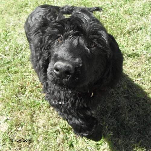 chiot chien d'eau portugais