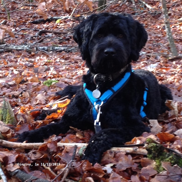 chiot chien d'eau portugais