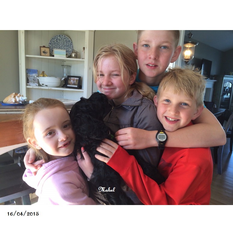 chien d'eau portugais