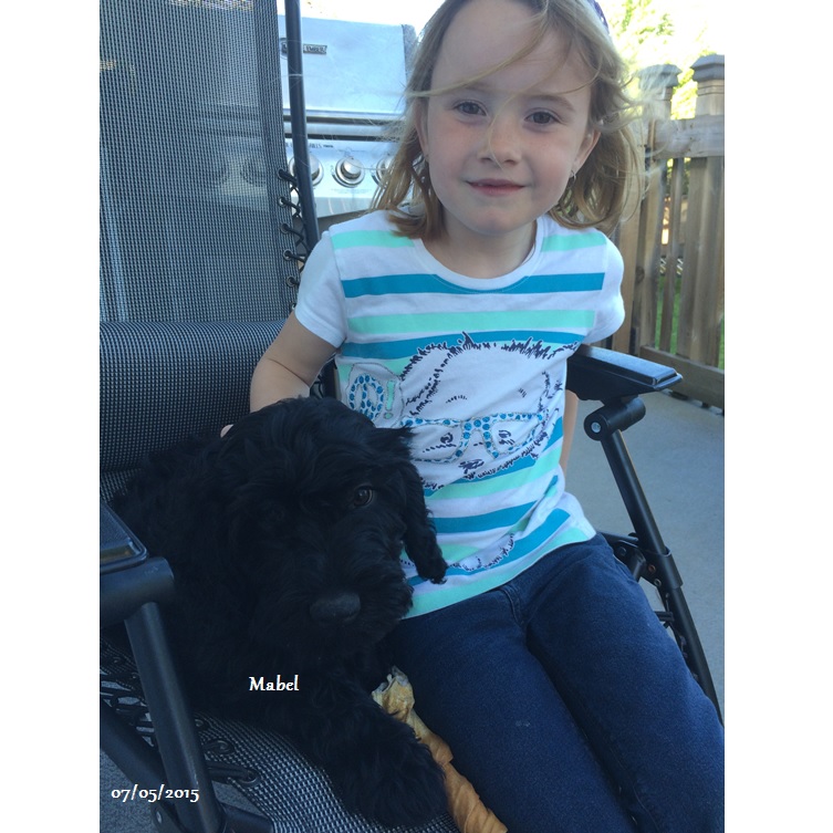 chien d'eau portugais