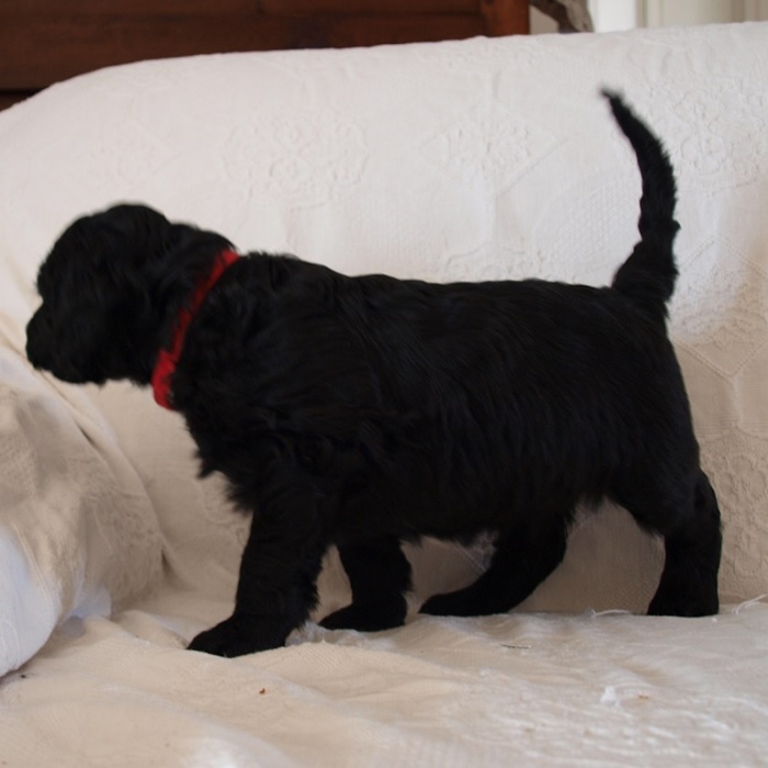 chiot chien d'eau portugais