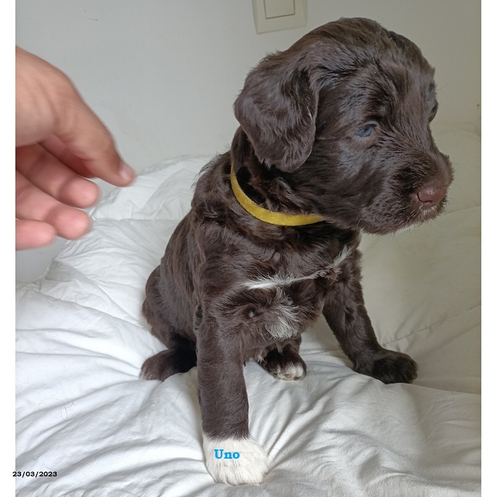 chiot chien d'eau portugais