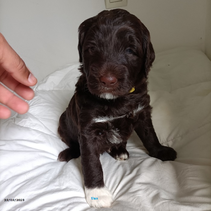 chiot chien d'eau portugais