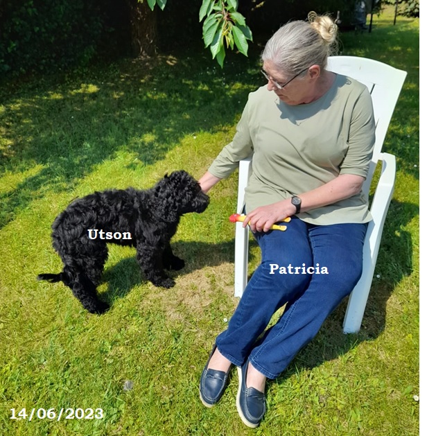 chiot chien d'eau portugais