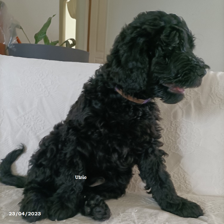 chiot chien d'eau portugais