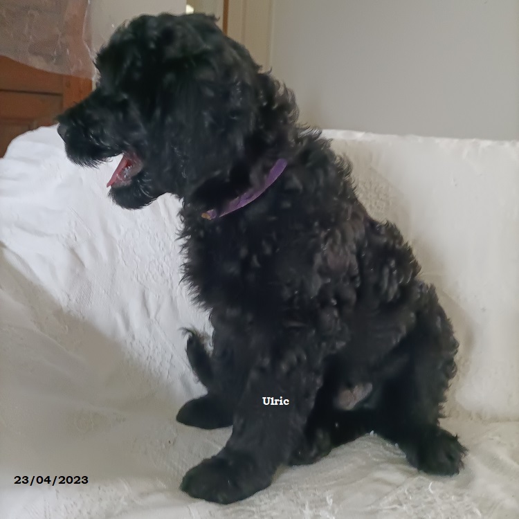 chiot chien d'eau portugais