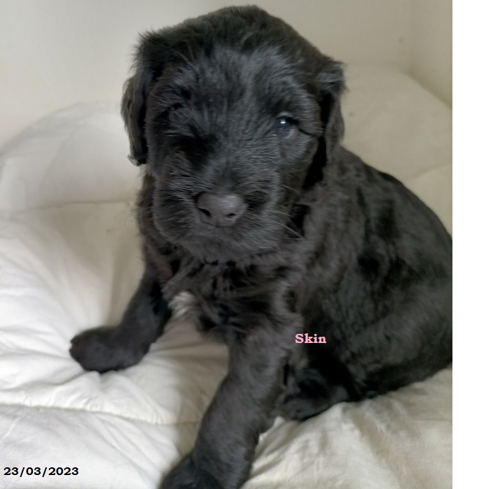 chiot chien d'eau portugais