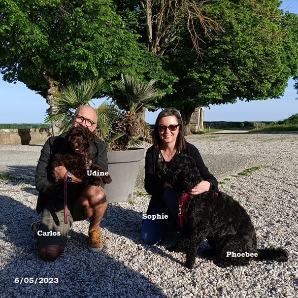 chiot chien d'eau portugais