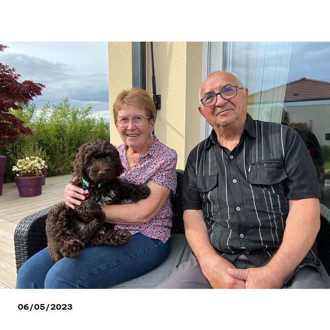 chiot chien d'eau portugais