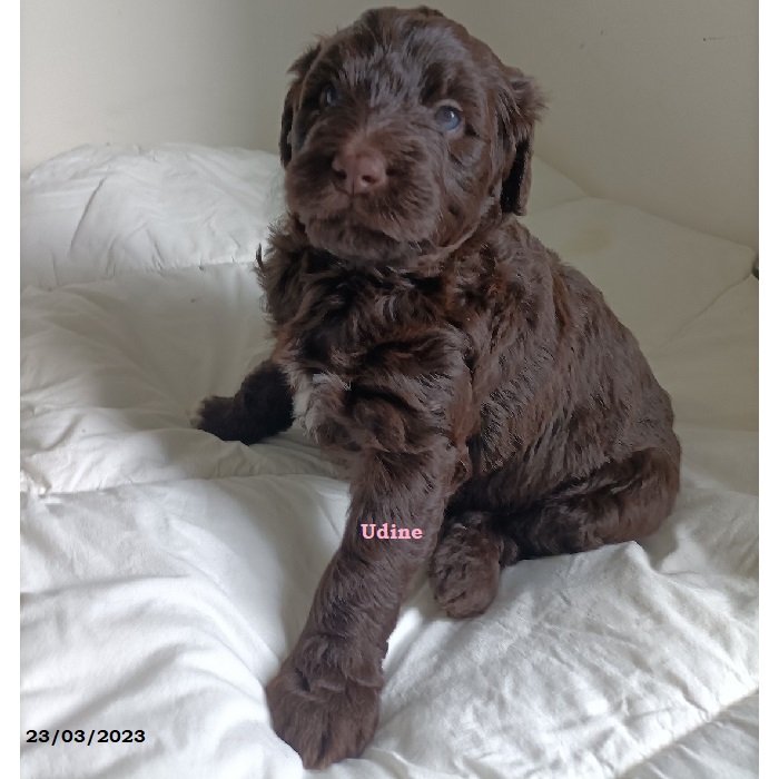 chiot chien d'eau portugais