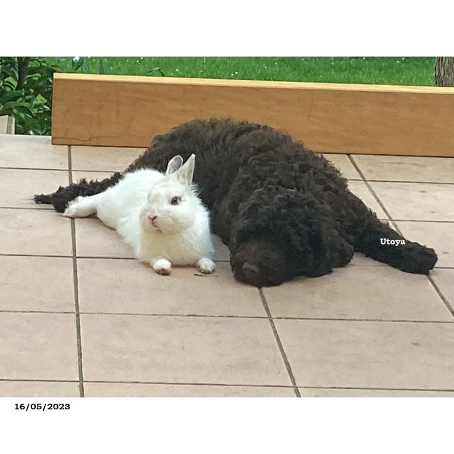 chiot chien d'eau portugais