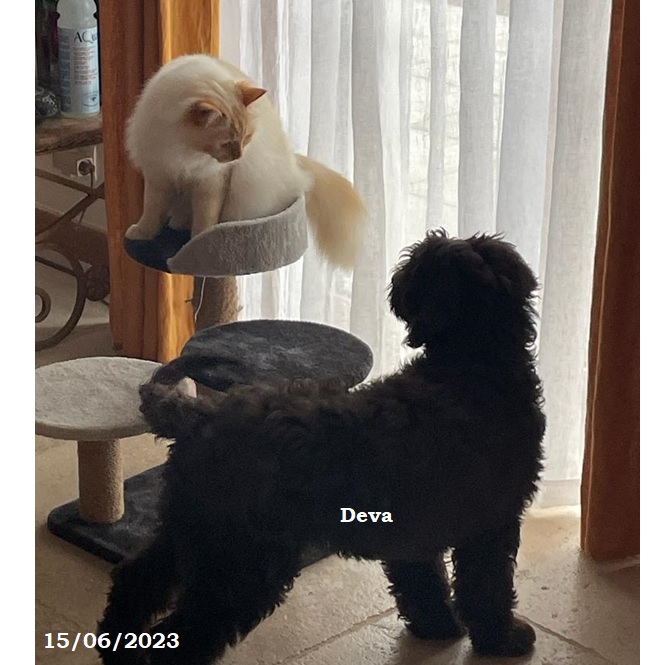 chiot chien d'eau portugais