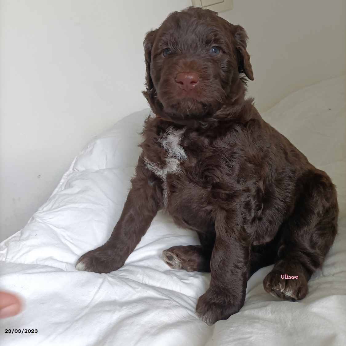 chiot chien d'eau portugais