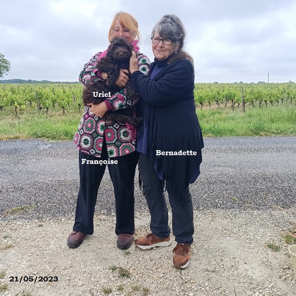 chiot chien d'eau portugais