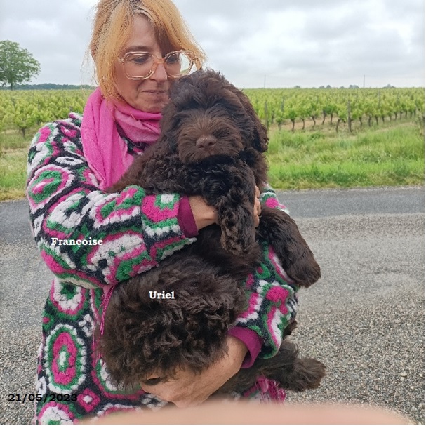 chiot chien d'eau portugais