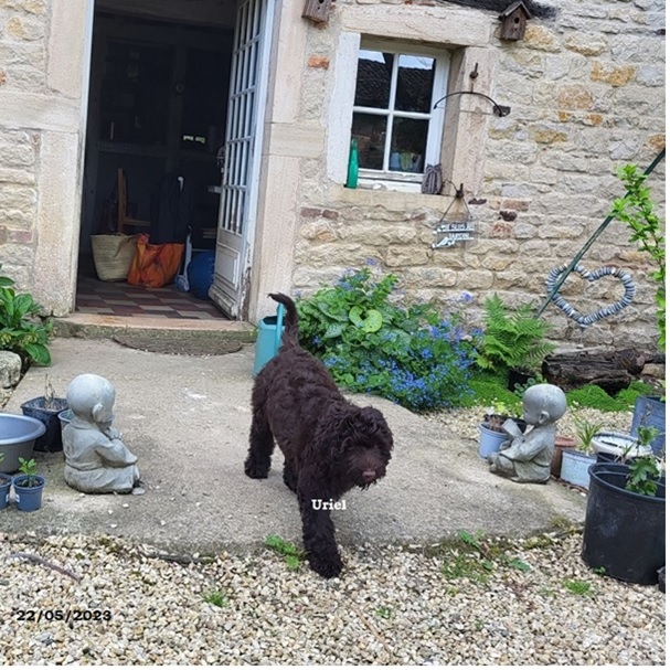chiot chien d'eau portugais