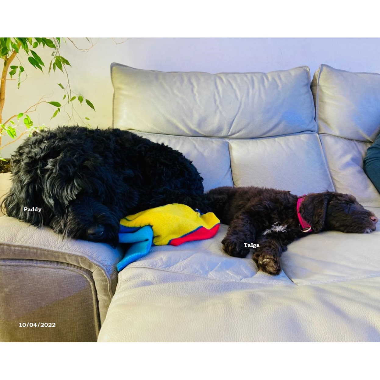 chiot chien d'eau portugais