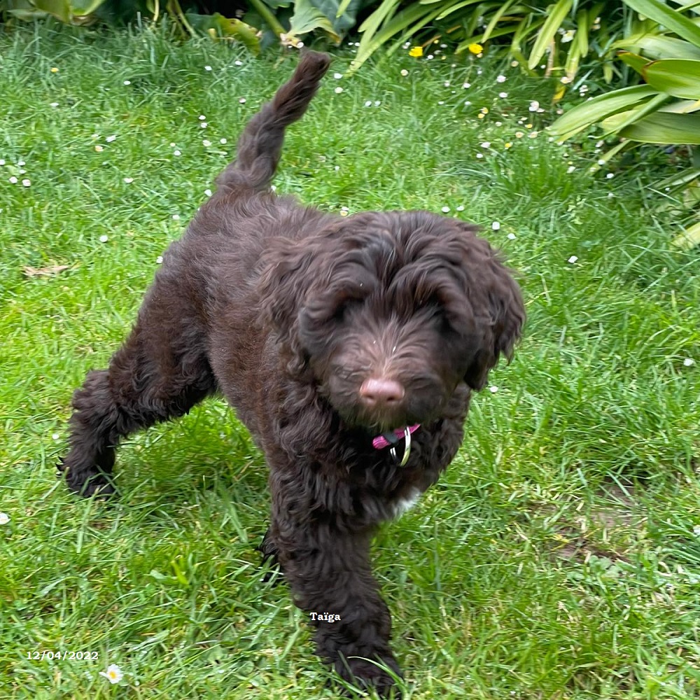 chiot chien d'eau portugais