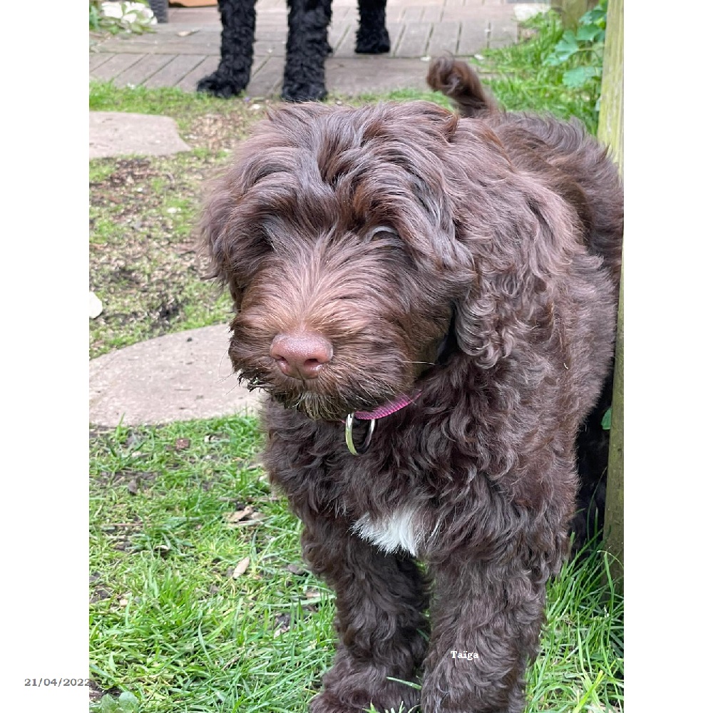 chiot chien d'eau portugais
