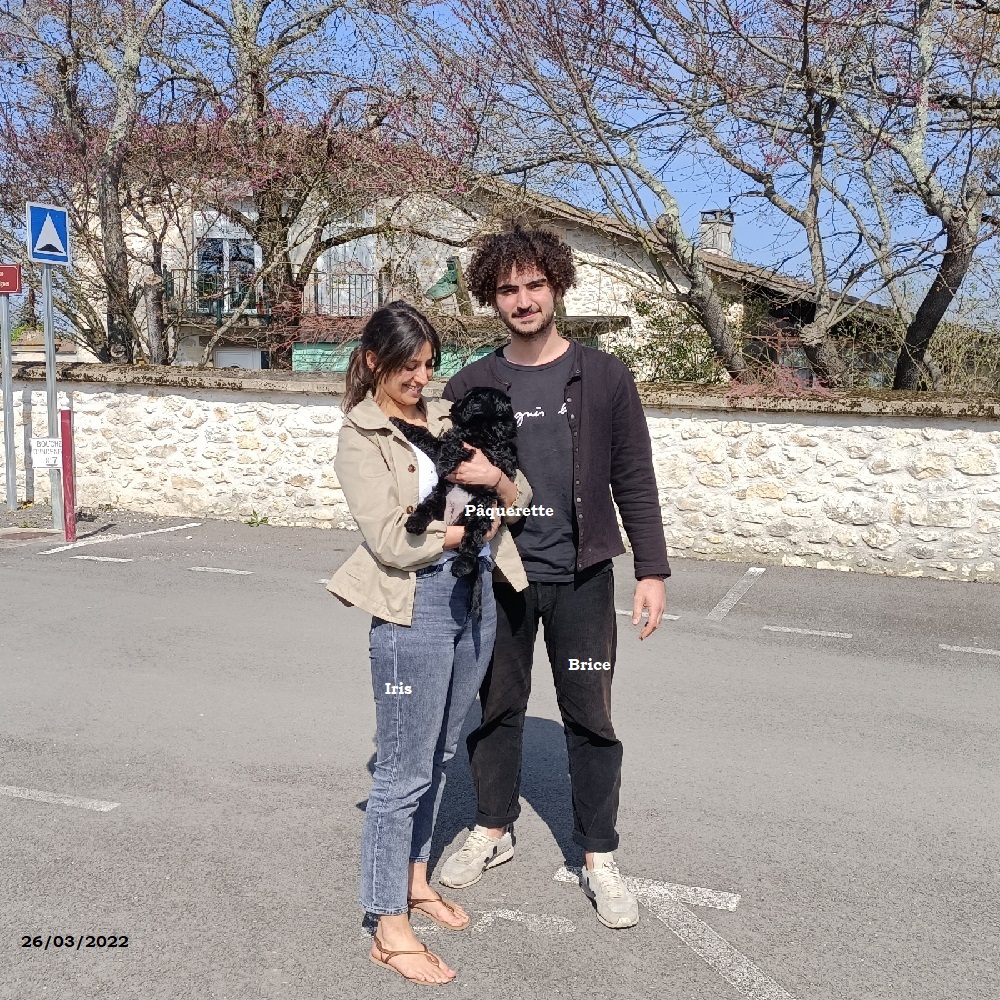 chiot chien d'eau portugais